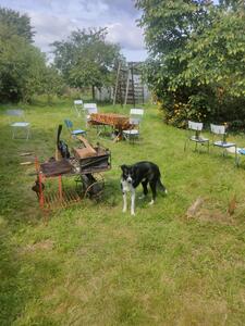 a nice sunny garden with a dog