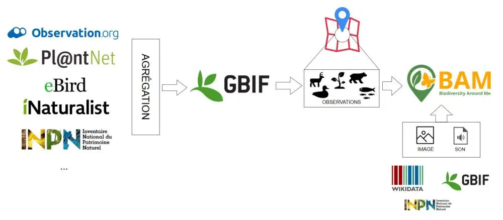 Architecture des données dans BAM