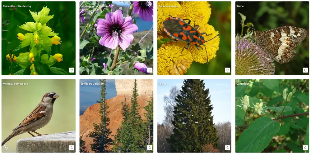 Aperçu de BAM en mode liste galerie, autour de Saint-Léger-les-Mélèzes (dans les Hautes-Alpes)